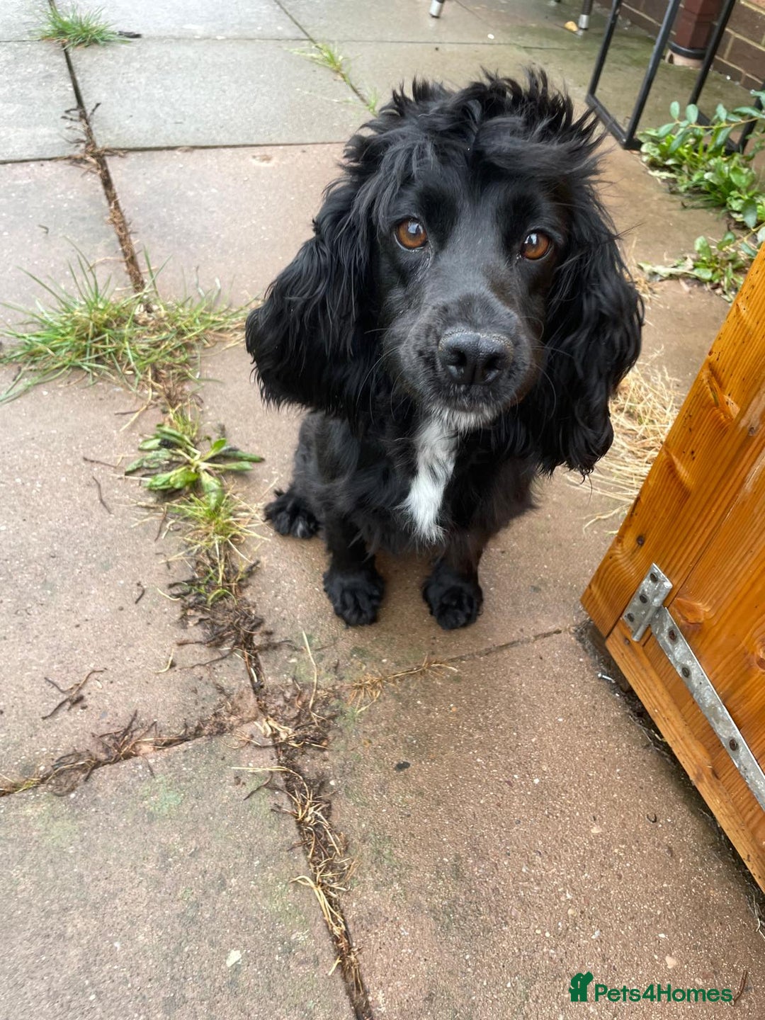 Cocker Spaniel dogs for sale: KC registered cocker spaniel pups for sale  - Image 15
