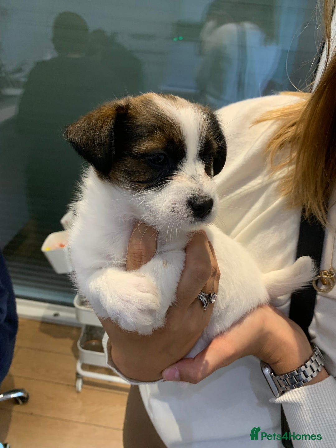 Jack Russell dogs for sale: KC Jack Russell Puppies - One Boy Left! - Image 4