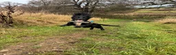 Cockerdor dogs for sale: Cockerdor Puppies - Advert 31