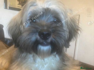 Shorkie dogs Shorkie boy - Advert 2