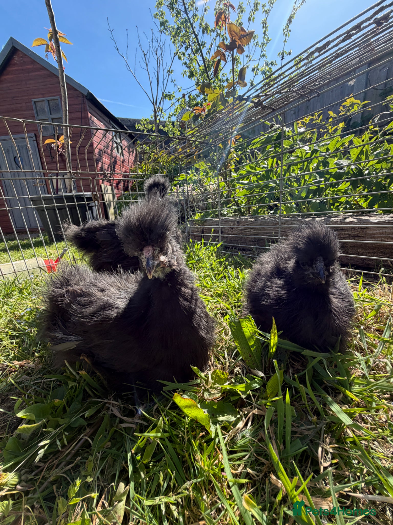Chickens poultry Stunning Trio Black Silkie – Very Fluffy - Advert 17