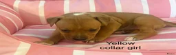 Staffordshire Bull Terrier dogs for sale: Stunning litter of Staffies  - Advert 7