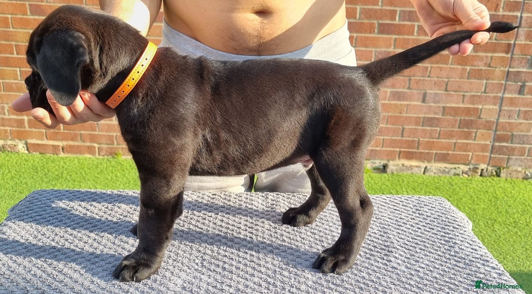 Cane Corso dogs for sale: Champion-Bloodline Cane Corso Puppies  - Image 17