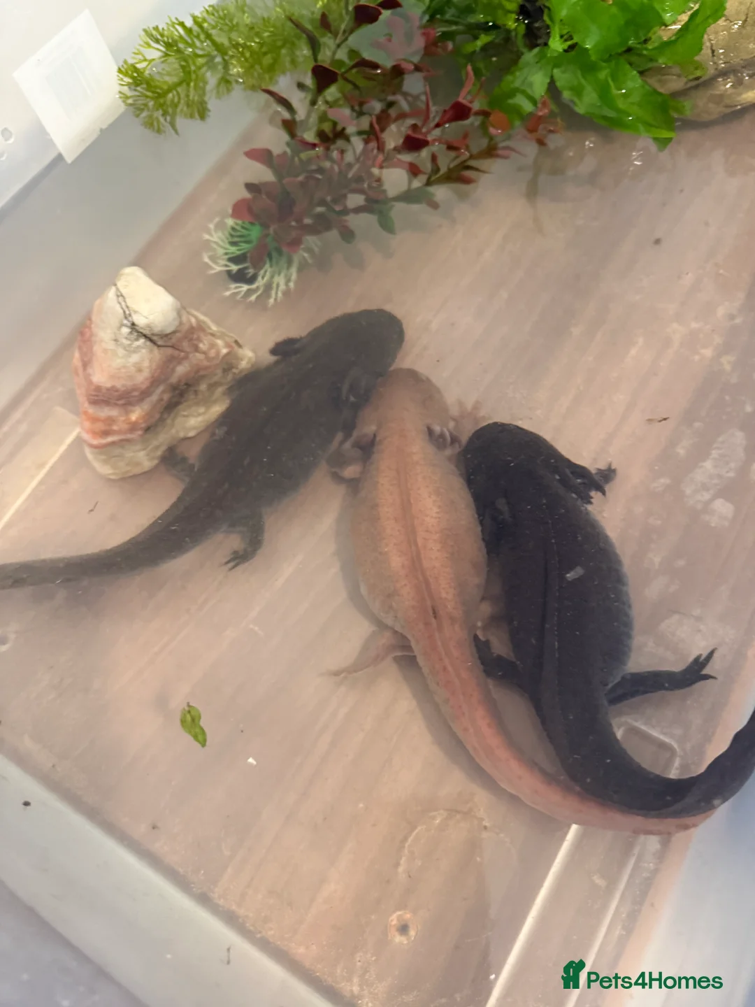 Axolotl reptiles for sale: 3 x adult female axolotls (age 18 month to 5yr) in Bradford - Advert 2