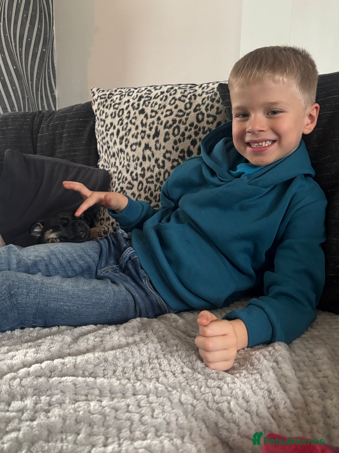 Mixed Breed dogs for sale: Beautiful puppies - Advert 34