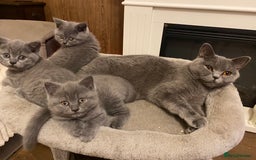 British Shorthair cats for sale: GCCF BRITISH SHORTHAIR KITTENS - Image 9