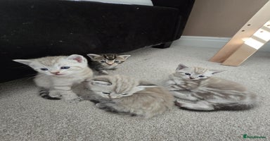Mixed Breed cats - Advert 3