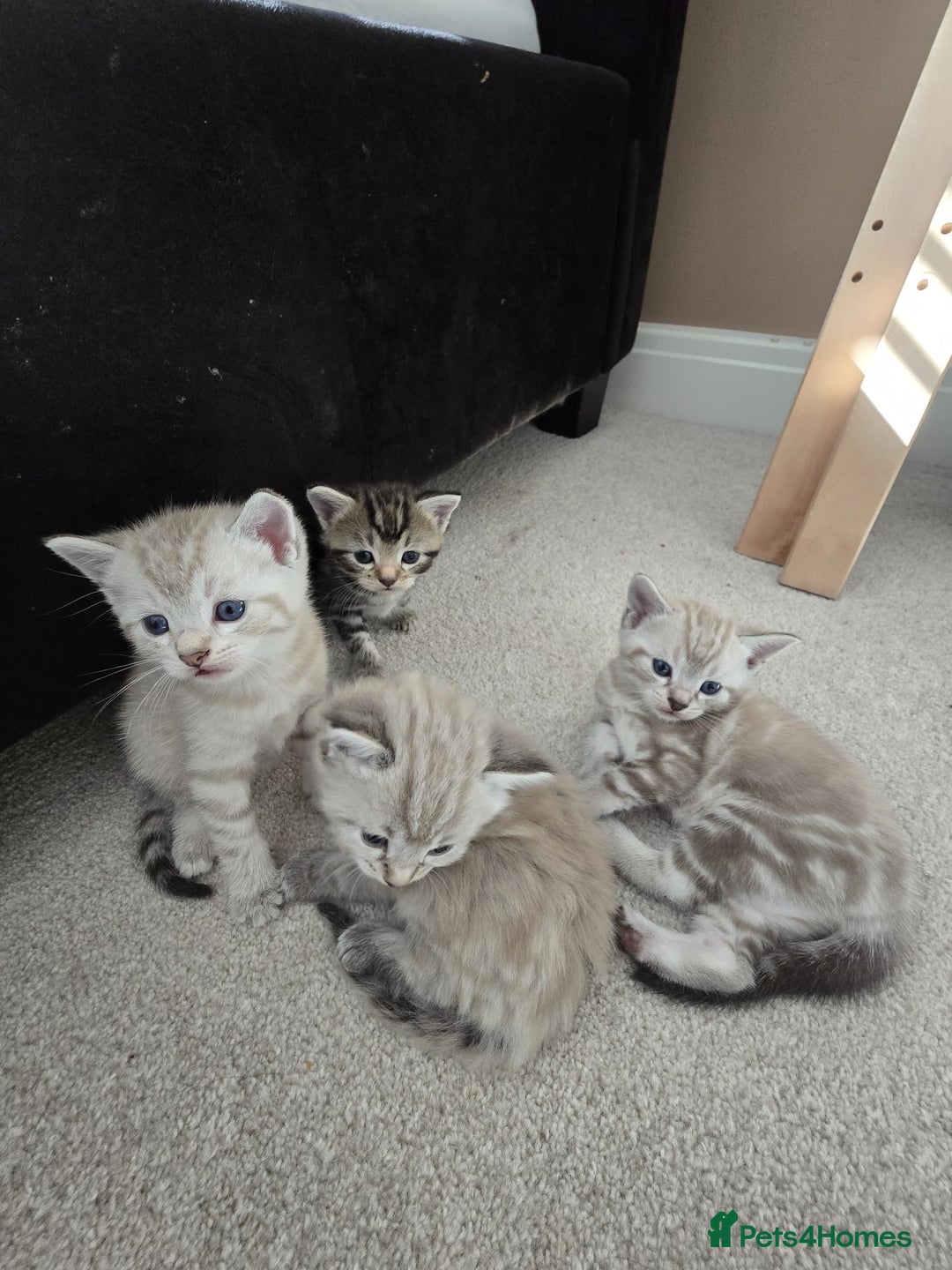 Mixed Breed cats for sale: Five Stunning Bengal X Kittens For Sale  - Image 2