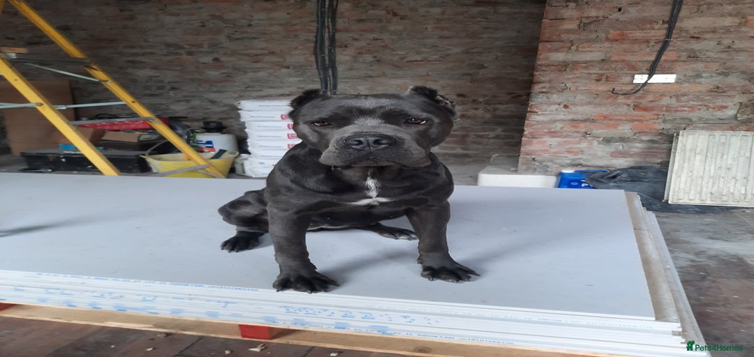 Gallery Image {{count}}