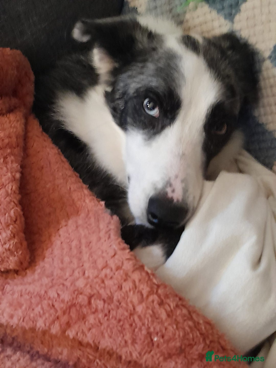 Border Collie dogs for sale: Border collie blue murle for sale - Image 16