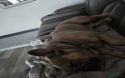 French Bulldog dogs for sale: French bulldog - Image 6