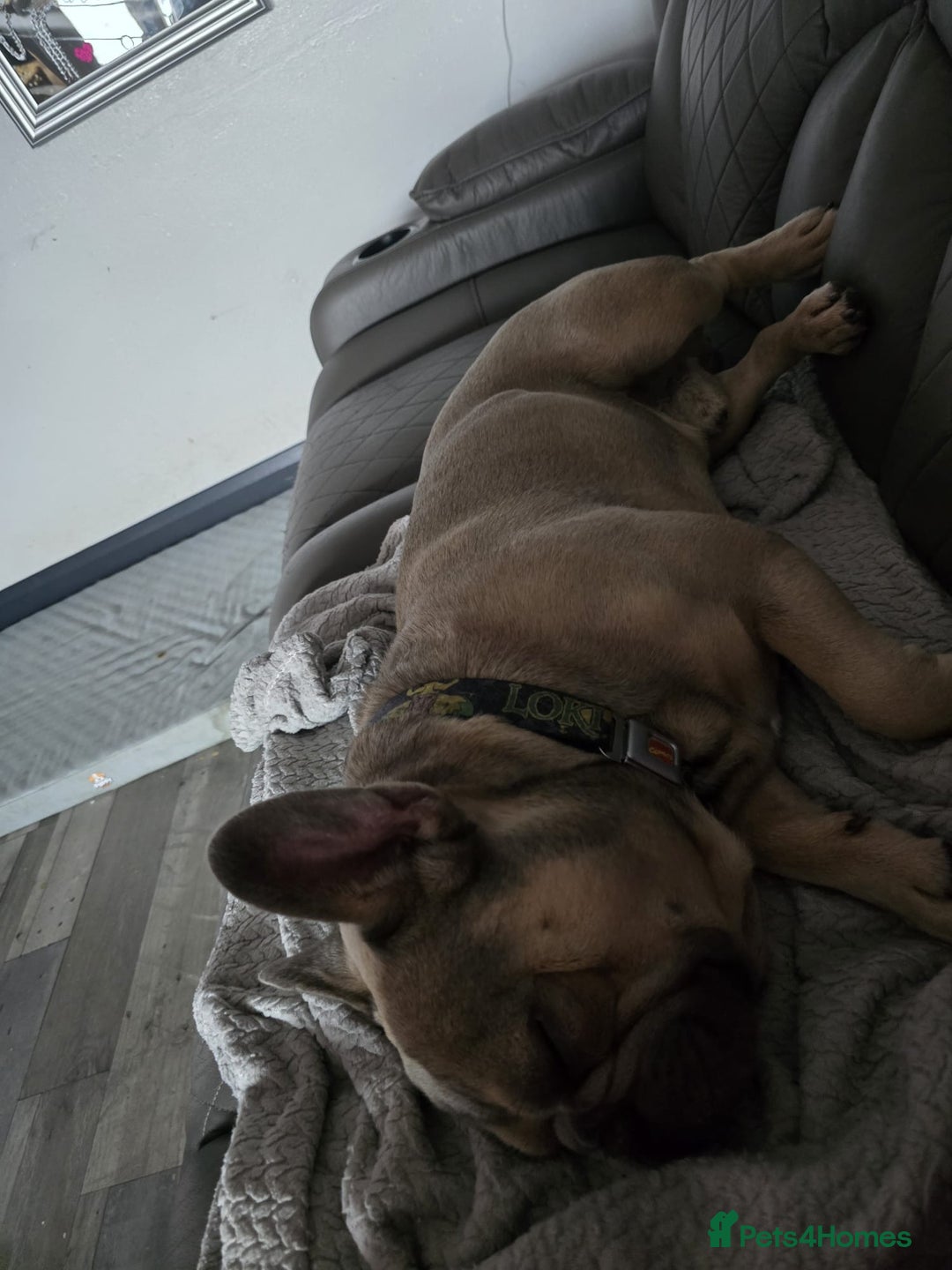 French Bulldog dogs for sale: French bulldog - Image 6