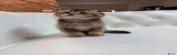 Scottish Fold cats for sale: Golden Scottish Fold Kittens – 2 Boys & 2 Girls - Advert 3