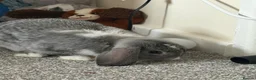 English Lop rabbits for sale: Baby girl lop  in Birmingham - Advert 5