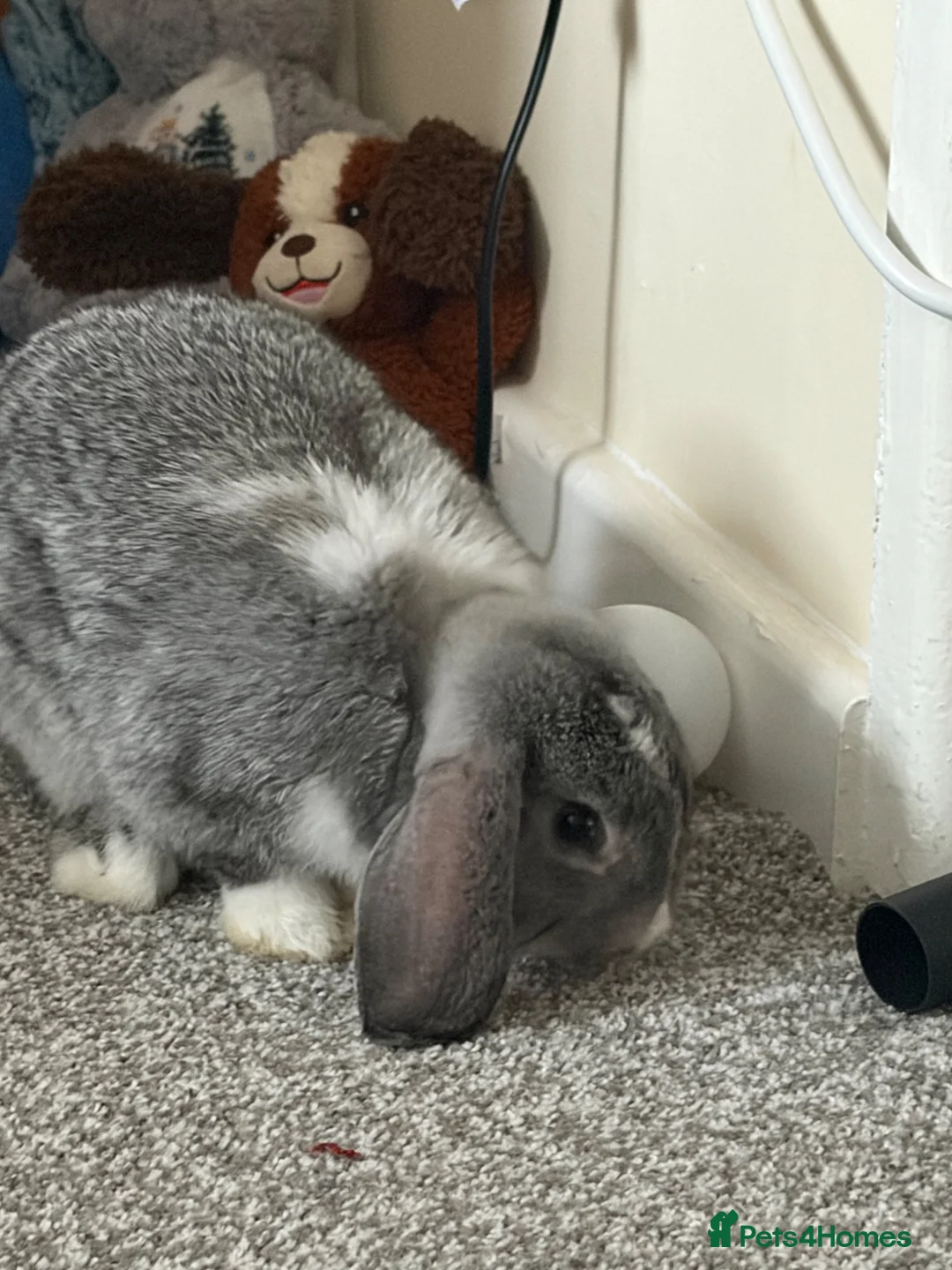 English Lop rabbits for sale: Baby girl lop  in Birmingham - Advert 5