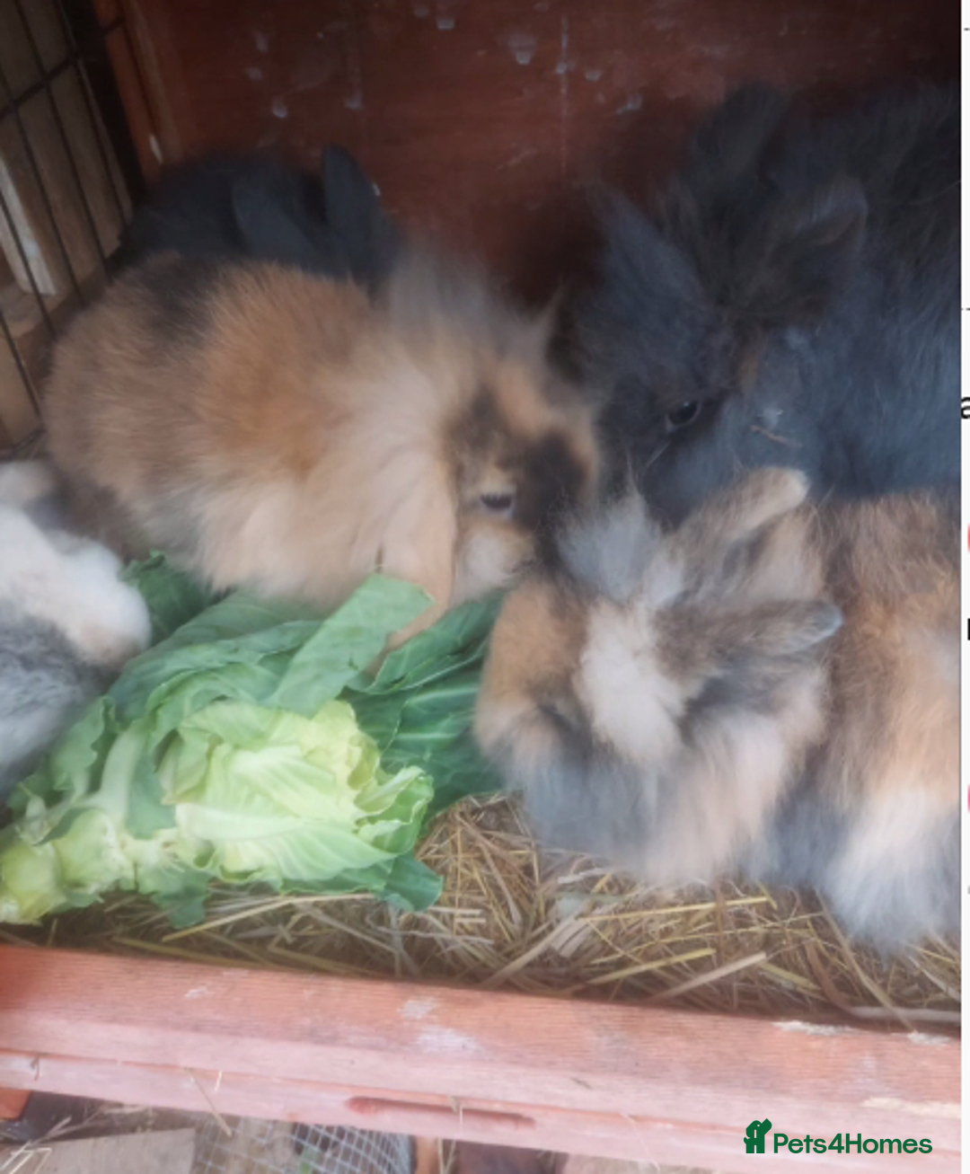 Mini Lop rabbits for sale: 3 x Mini Lion Lop Born 1 September Ready in 1 week - Advert 9