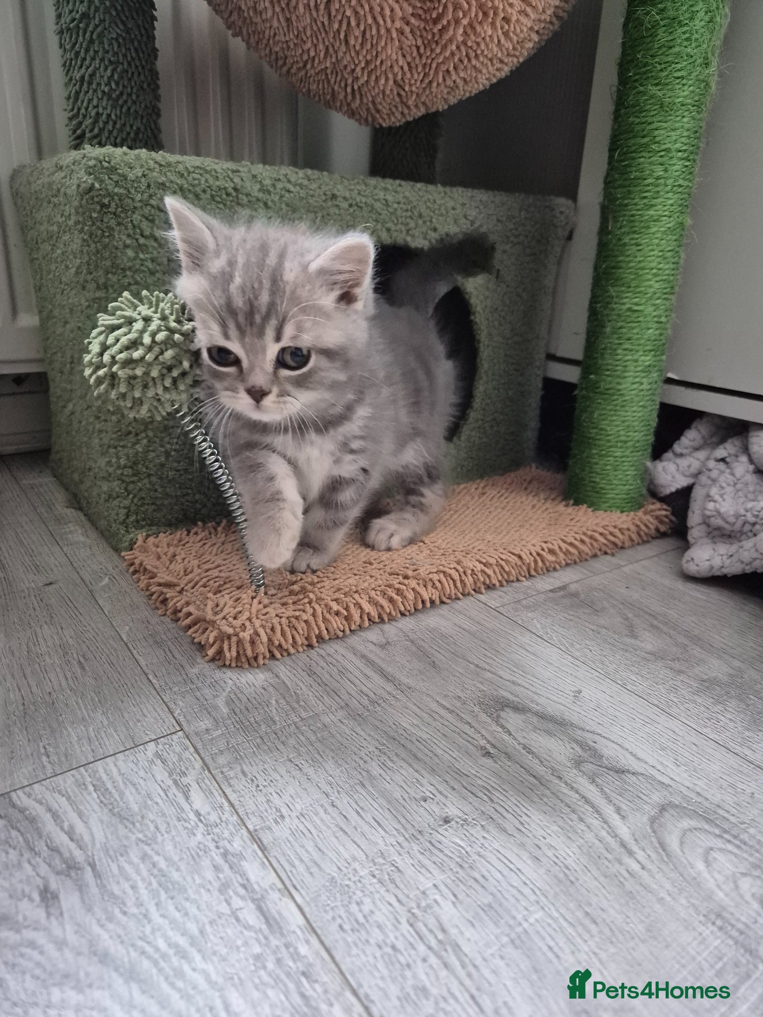 British Shorthair cats for sale: british shorthair & longhair - Advert 1