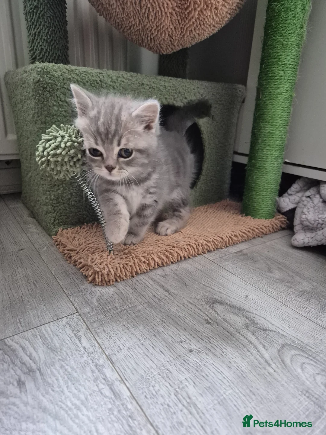 British Shorthair cats for sale: british shorthair & longhair - Advert 1