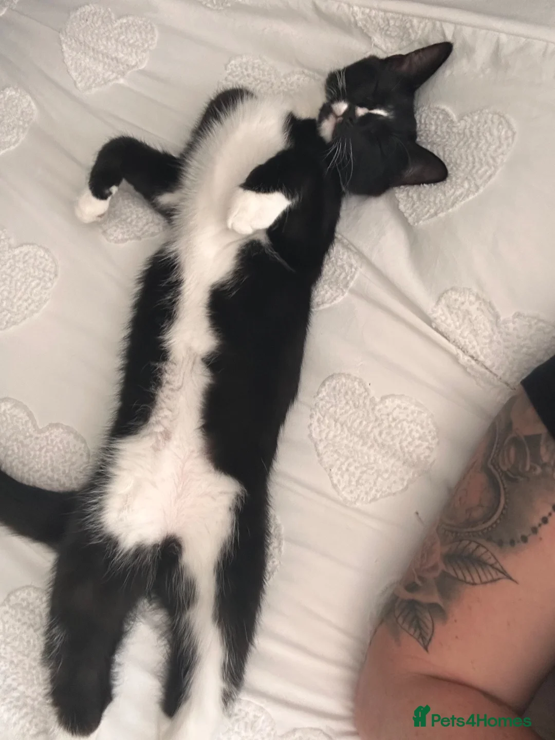 Domestic Shorthair cats for sale: Looking for his forever home - Advert 2