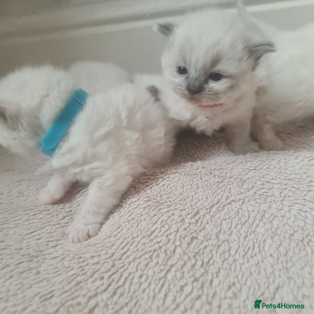 Ragdoll cats for sale: Pure ragdoll kitten LAST FEMALE AVAILABLE  - Advert 13