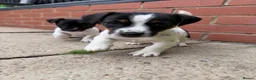 Jack Russell dogs for sale: 3 beautiful Jack Russell girls - Advert 13