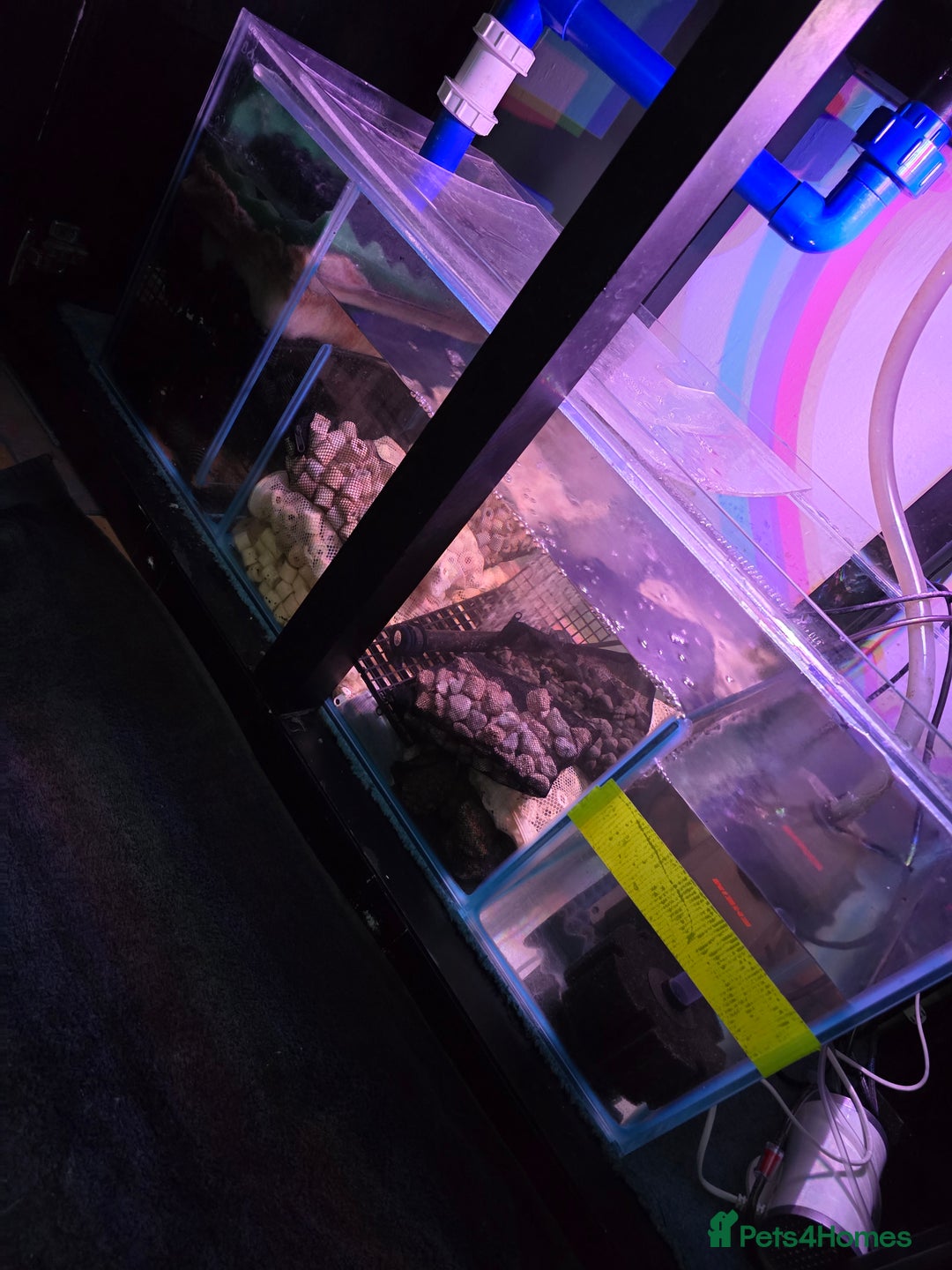 Other/Mixed Breed fish for sale: Aqua one 400 full set up plus more  - Image 6