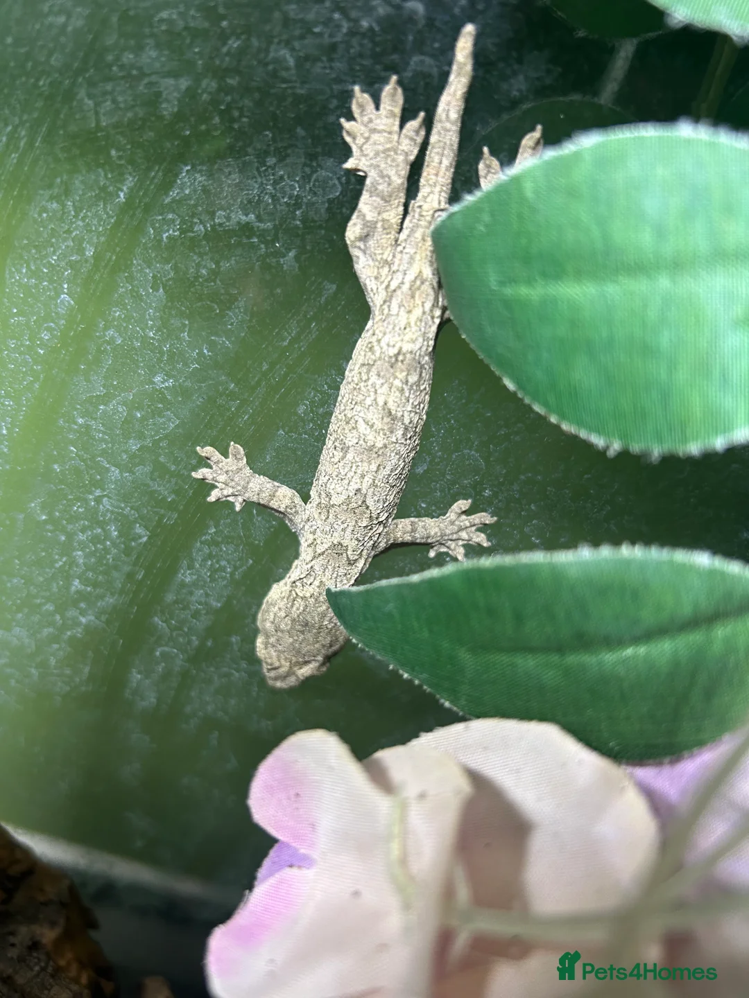 Gecko reptiles for sale: Leachi gecko  - Advert 8