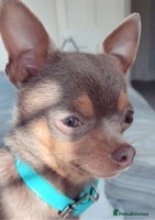 Chihuahua dogs for stud: 🏆⭐️Our SUPER STUD Duke, is just that⭐️🏆 in Hornchurch - Advert 4
