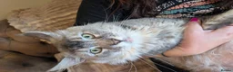 Maine Coon cats for sale: Handsome Maverick  - Advert 2