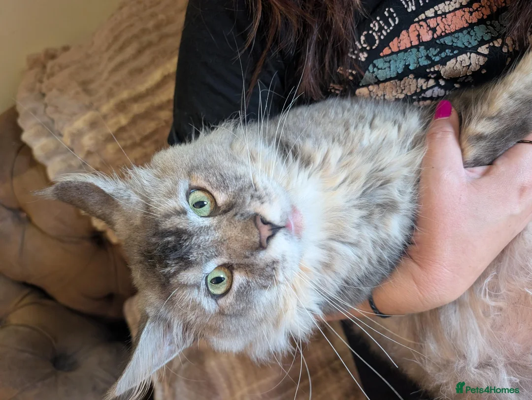 Maine Coon cats for sale: Handsome Maverick  - Advert 2