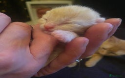 Sphynx cats for sale: Sphynx naked and coated  - Image 24