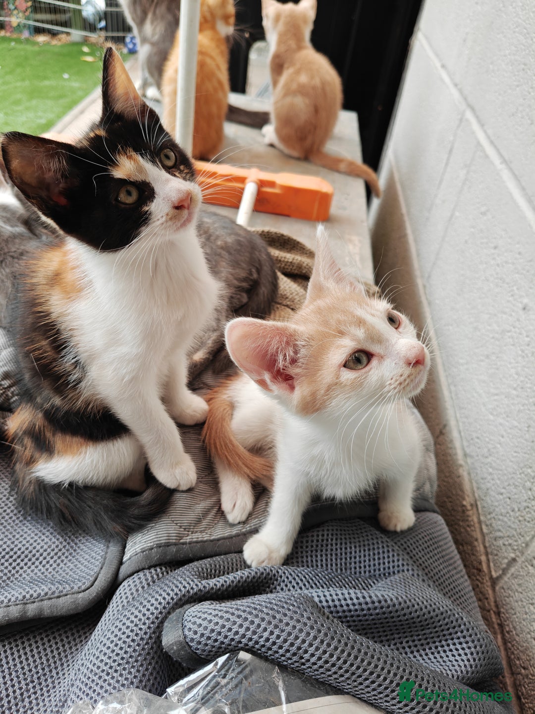 Mixed Breed cats for sale: Last 3 Gorgeous kittens ready to go now - Image 23