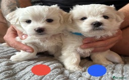 Maltese dogs for sale: Cute Maltese Puppies Looking for Loving Homes🇬🇧  - Image 5