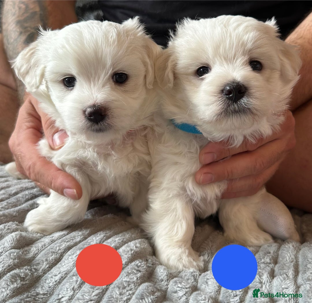 Maltese dogs for sale: Cute Maltese Puppies Looking for Loving Homes🇬🇧  - Image 5