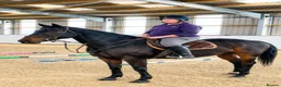 Irish Sports horses for sale: 16.1hh 18-Years-Gelding Looking for Forever Home in Cramlington - Advert 4