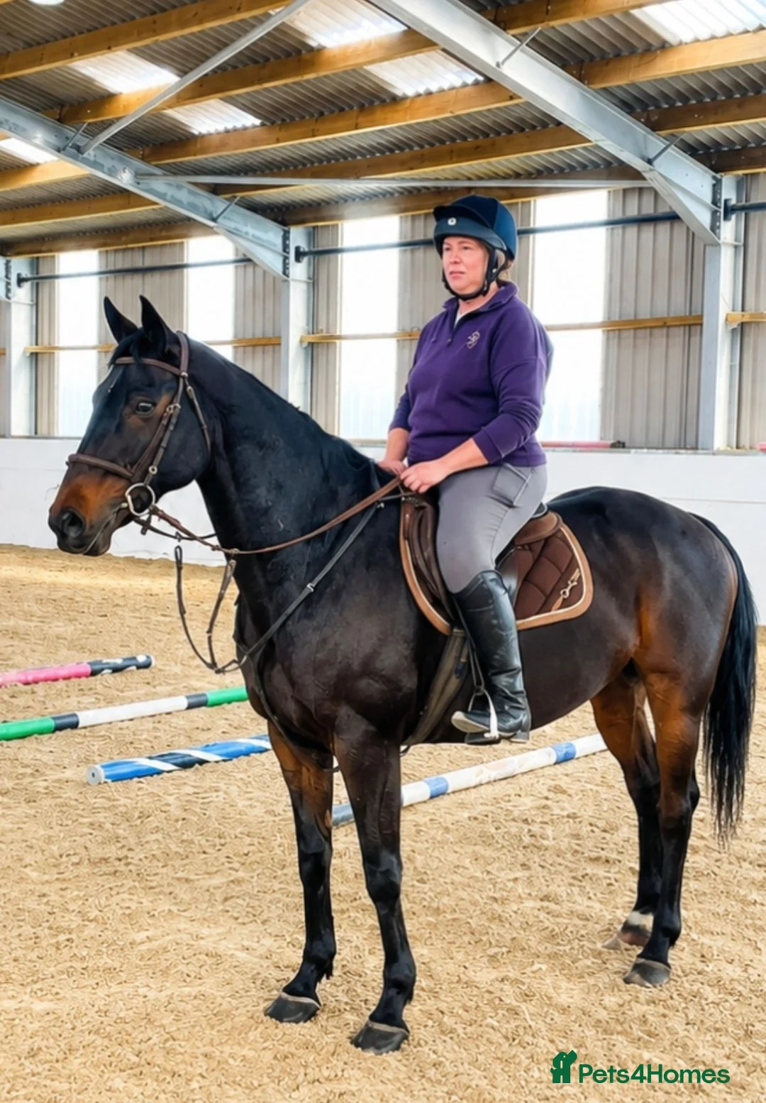 Irish Sports horses for sale: 16.1hh 18-Years-Gelding Looking for Forever Home in Cramlington - Advert 4