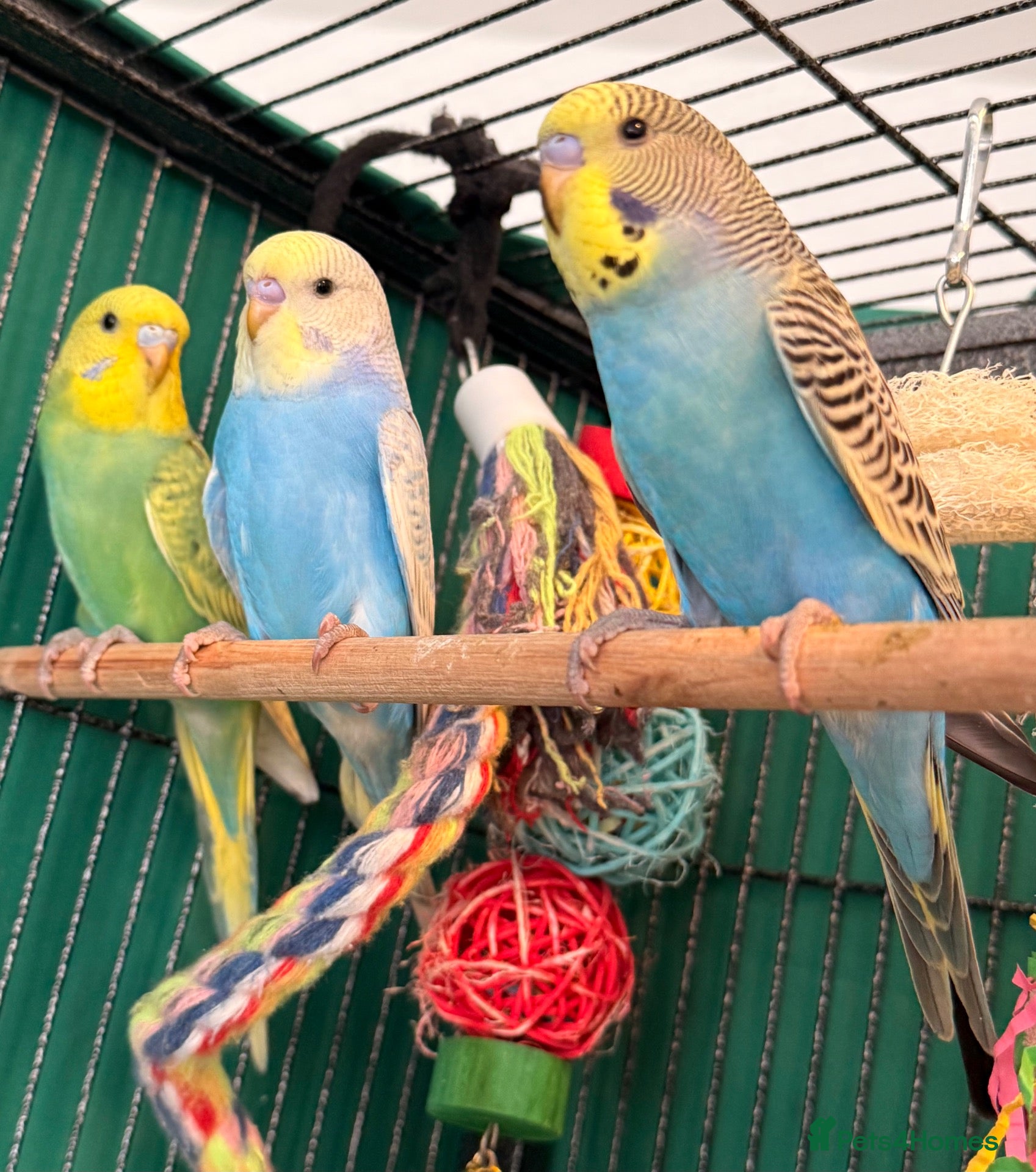 Budgerigars birds Young Budgies 8 to 10 Weeks Old Available Males - Advert 1