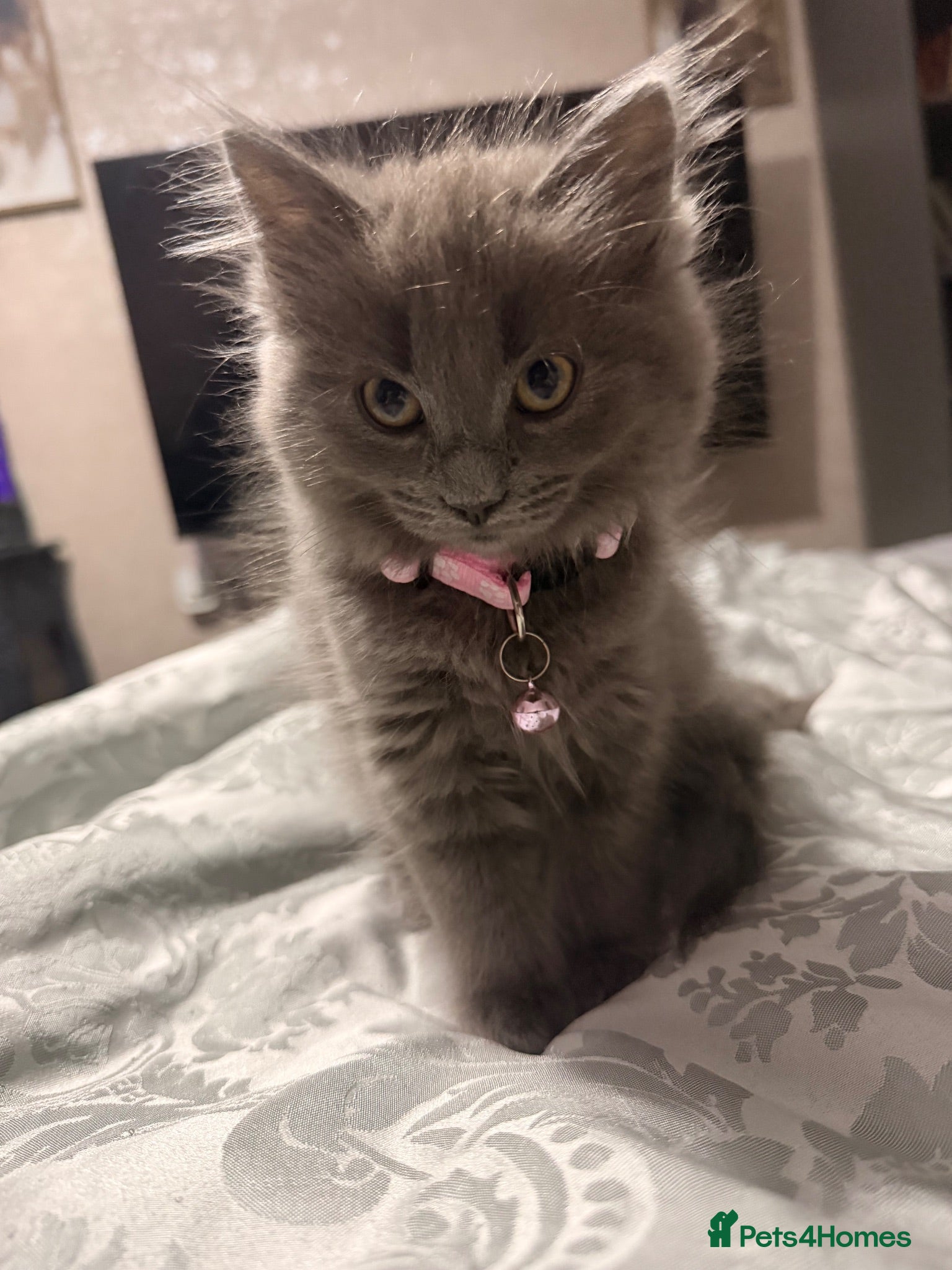 Mixed Breed cats Gorgeous kitten for sale  - Advert 1