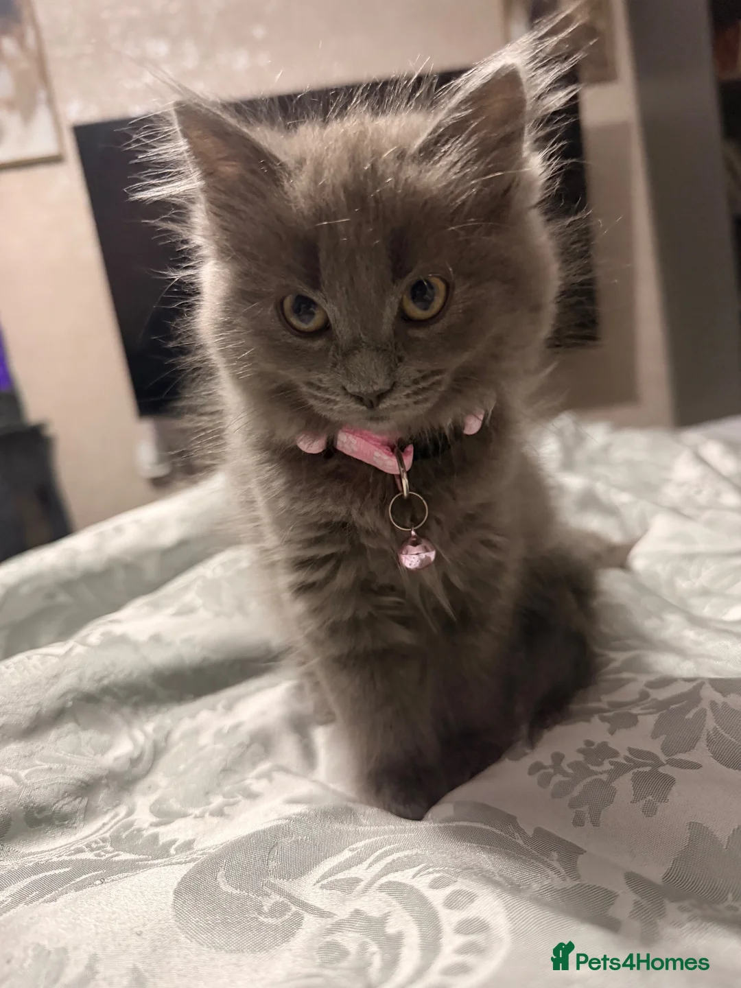 Mixed Breed cats for sale: Gorgeous kitten for sale  - Advert 1