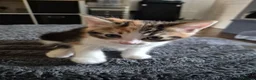 Ragdoll cats for sale: Ragdoll mixed Calico princesses  - Advert 11