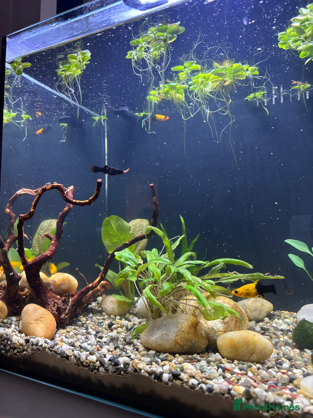 Mollies fish for sale: Baby Mollies and 4 male Mollies  - Advert 2