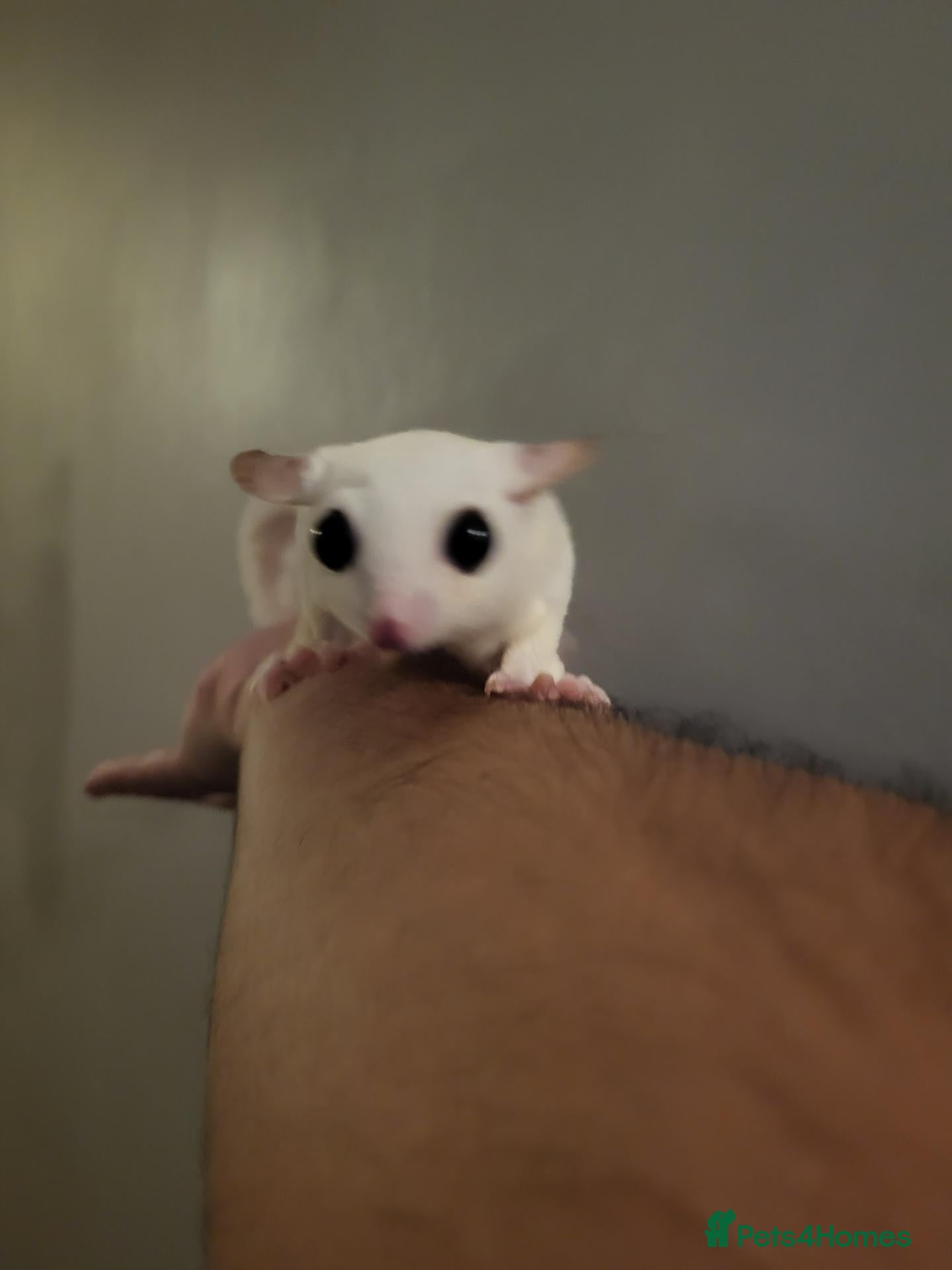 Sugar Glider rodents ❤️Sugar Glinder leucístic white - Advert 1