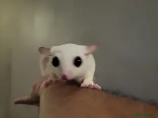 Sugar Glider rodents ❤️Sugar Glinder leucístic white - Advert 1