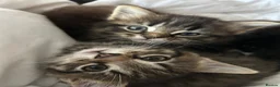 Mixed Breed cats for sale: 3 beautiful kitties. Playful and brave! - Advert 11
