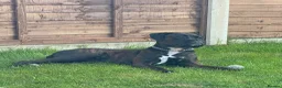 Boxer dogs for sale: KC Registered Boxer Puppies – Ready to Reserve - Advert 2