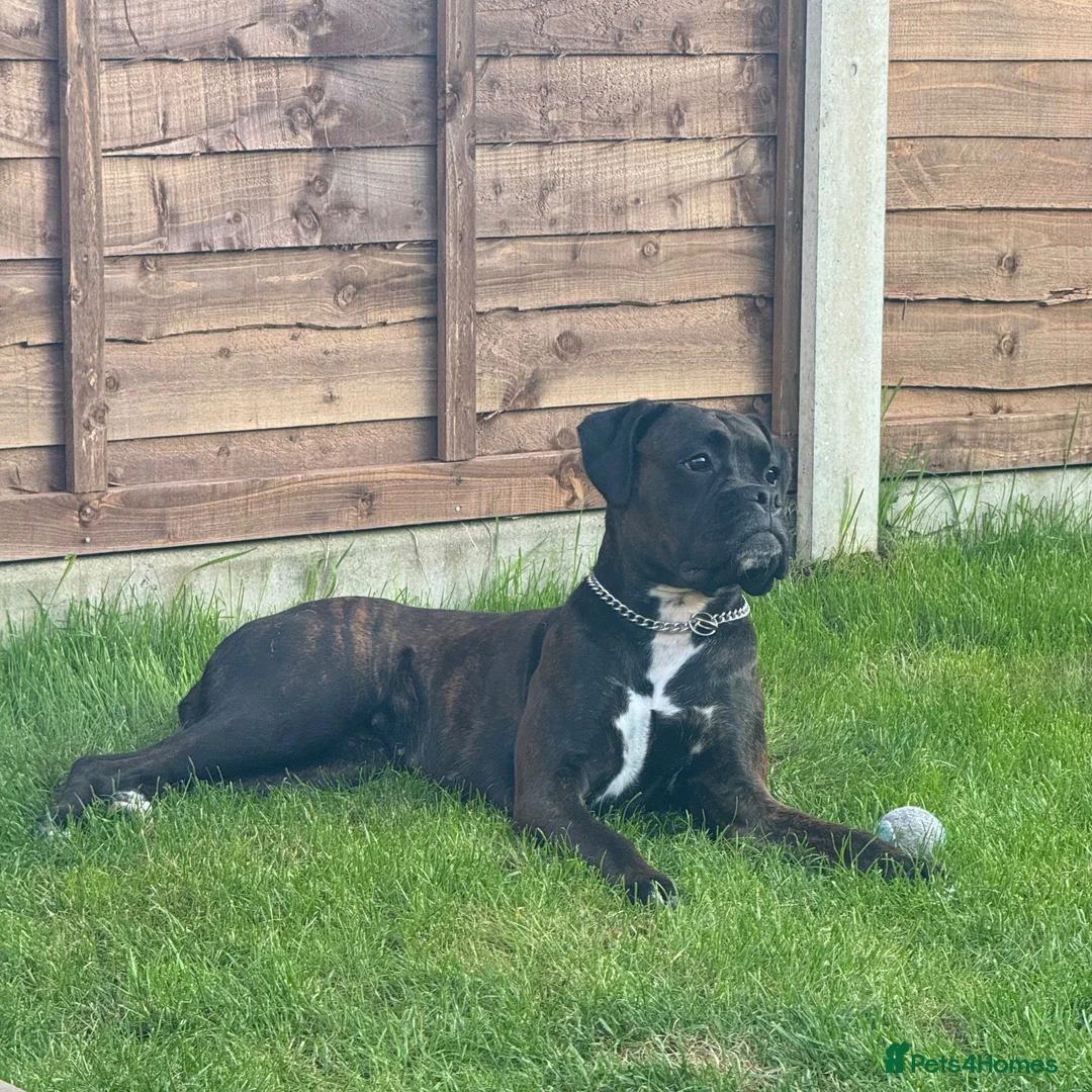 Boxer dogs for sale: KC Registered Boxer Puppies – Ready to Reserve - Advert 2
