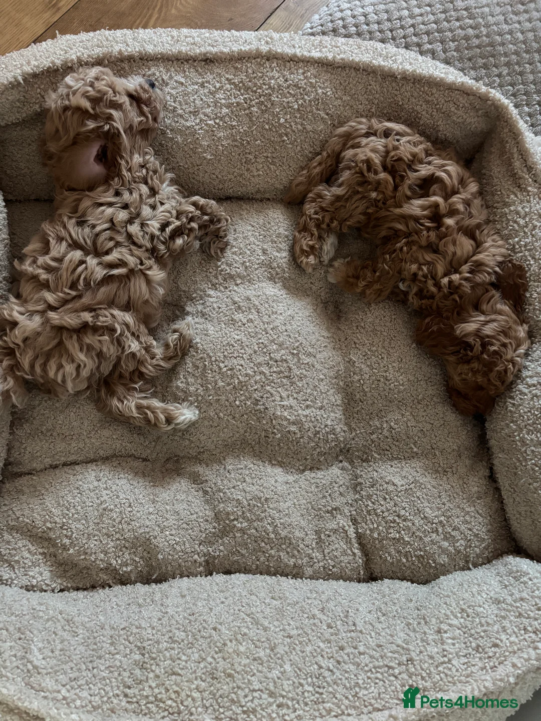 Toy Poodle dogs for sale: Toy puddles  - Advert 8