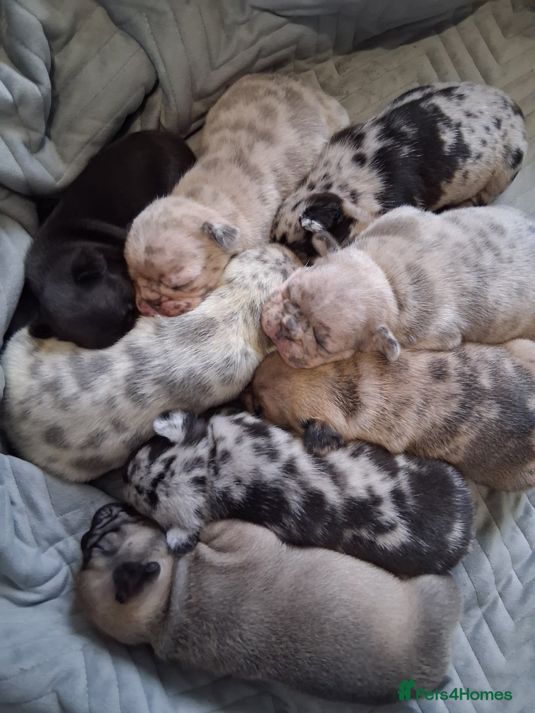 French Bulldog dogs for sale: 8 stunning french bulldogs - Advert 4