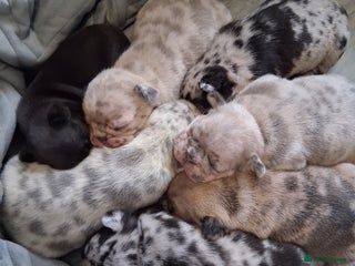 French Bulldog dogs 8 stunning french bulldogs - Advert 7