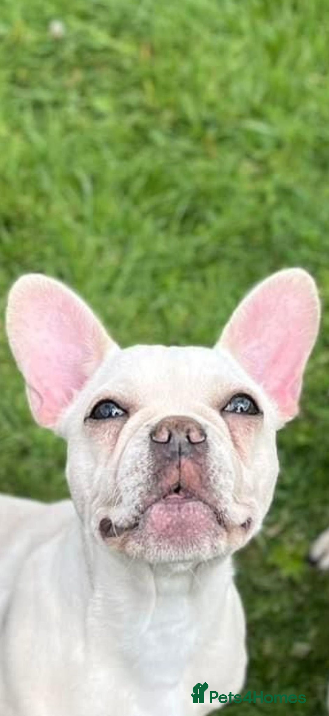 French Bulldog dogs for sale: French bull dog puppies looking for forever homes  - Advert 6